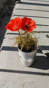 ドロセラ システィフロラ 赤花 R1 食虫植物 モウセンゴケ