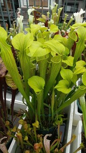 サラセニア 交配種 アラタ×フラバ① 食虫植物