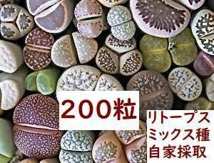 リトープス 混合種子 国産 200粒+