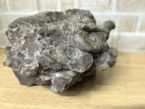 ■ アンモナイト 集合体 化石 穂別 サイズ約13×17×15㎝ 重量 約4.8Kg (A-9) ★