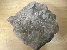 ■ アンモナイト 集合体 化石 穂別 サイズ約13×17×15㎝ 重量 約4.8Kg (A-9) ★_画像5