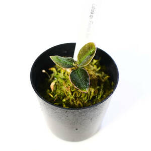 【観葉植物】 アルディシア sp. Fuchsia line 画像の１ポット A