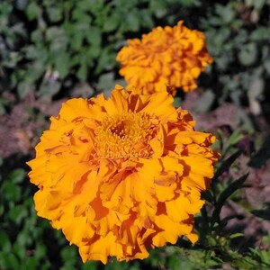 マリーゴールドの種 60粒 オレンジ 大輪 アフリカンタイプ アフリカントール 切り花 センチュウ対策 コンパニオンプランツ 花の種 同梱可