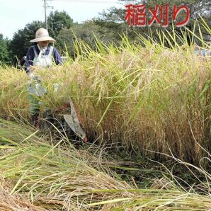 令5年南信州産 はざ掛け米 特別栽培米【いのちの壱】玄米10Ｋｇ（精米サービス）の画像3