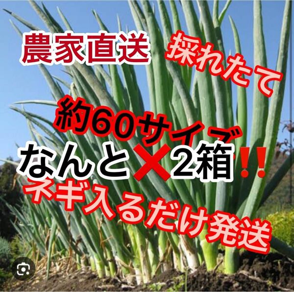 農家直送採れたてネギ約60サイズ2箱！ダンボールに入るだけ発送！期間限定値下げ！