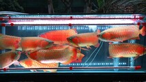 大好評　愛魚を綺麗に赤く見せる1500水槽用(142㌢)　安心安全の日本仕様　MAYIN LED 観賞用ライト　マイン　100V アロワナ　金魚_画像2