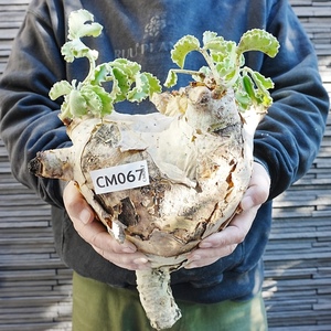 【CM067】特大・キフォステンマ・ウター・マクロプス（ベアルート株） 塊根植物　ほぼボーリングの玉のような大きさ！