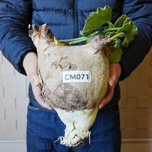 【CM071】特大・キフォステンマ・ウター・マクロプス（ベアルート株） 塊根植物　ほぼボーリングの玉のような大きさ！_画像1