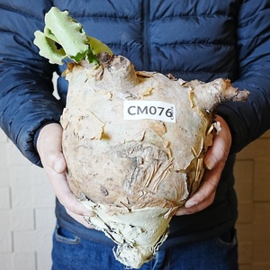 【CM076】特大・キフォステンマ・ウター・マクロプス（ベアルート株） 塊根植物　ほぼボーリングの玉のような大きさ！