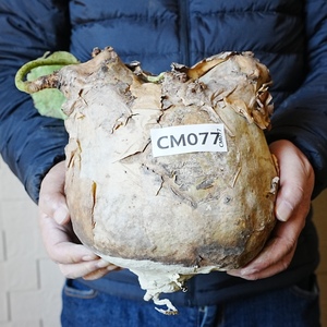 【CM077】特大・キフォステンマ・ウター・マクロプス（ベアルート株） 塊根植物　ほぼボーリングの玉のような大きさ！