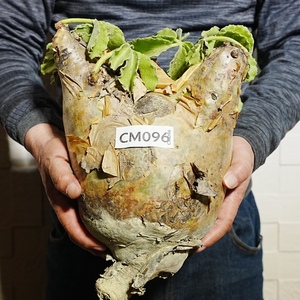 【CM096】特大・キフォステンマ・ウター・マクロプス（ベアルート株） 塊根植物　ほぼボーリングの玉のような大きさ！