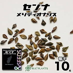 [ seeds 10 bead ]senna*meli Dio Naris seeds 