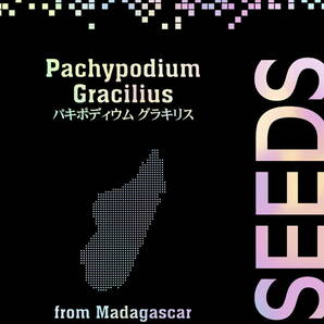 【20粒入り】種子 パキポディム・グラキリス Pachypodium Graciliusの画像4
