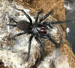 オオクロケブカジョウゴグモ♀成体WC（石垣島産）