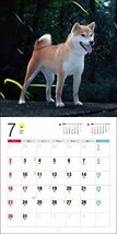 2023年カレンダー 柴犬 (誠文堂新光社カレンダー)_画像3