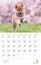 カレンダー2023 柴犬 (月めくり/壁掛け) (ヤマケイカレンダー2023)_画像8