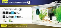 Tetra テトラ メダカの繁殖を楽しむセット L 水槽 アクアリウム 熱帯魚 メダカ 金魚 透明_画像3