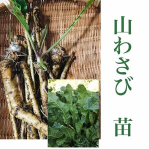 山わさび 苗 500g ホースラディッシュの画像1