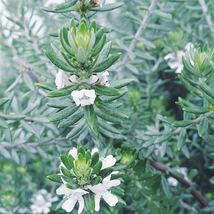 ウエストリンギア　ホワイト　花の苗_画像1