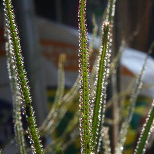 食虫植物　ドロソフィルム　種　10粒　ルシタヌクム　最強食虫植物