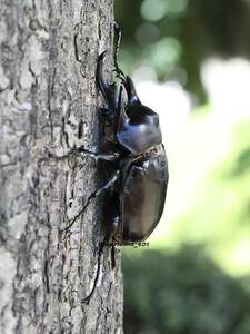 ペルー産　レックスゾウカブト　幼虫４頭　旧 アクティオン