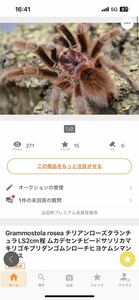 【専用出品】Grammostola rosea LS2cm程＋チャコジャイLS5cm程