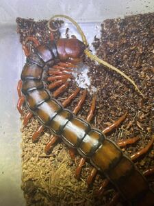 ホワイトビアードセンチピード 全長25cm程 ビヤードScolopendra sp. Garnet White Beardムカデタランチュラサソリカマキリマンティス