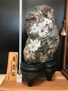 巨大 菊花石 打出しサバカン 孔雀石