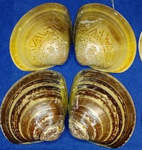 蛤 YMS−24-0223-5　60mm×8個　　江戸前　ハマグリ　貝殻　標本　材料_画像3
