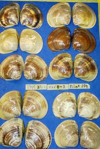蛤YMS−24-0218-3　55mm×10個　　江戸前　ハマグリ　貝殻　標本　材料