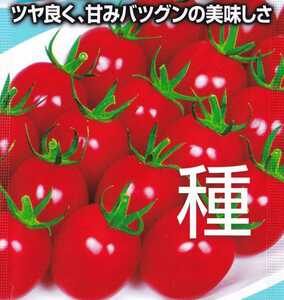 ミニトマト・甘っ娘の種子 6粒 高糖度で酸味とのバランスが良い！ツヤがありやや縦長のスイートミニトマト！ 甘っ娘