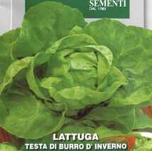 バターレタスの種子 100粒 インベルノ サラダ菜系 ライトグリーンの葉はとろけるような舌触り！ 早生種 固定種_画像1