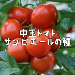 中玉トマト・サンピエールの種子 6粒 SAINT PIERRE 固定種 生食用 支柱がいらないタイプ！