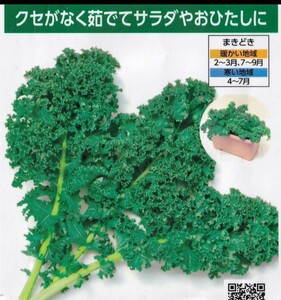 食べる健康ケールの種子 30粒 くせがなく茹でて茎まで食べられる！ プランターでも栽培可能 大きくなりすぎず葉が多いタイプ！