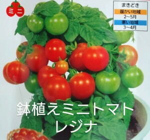 鉢植えミニトマト・レジナの種子 6粒 お手軽ミニトマト 支柱が要らない！ 