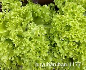 レタス ロログリーンの種 60粒 LOLLO【2024.12】細かくカールする グリーンリーフレタス！ 固定種