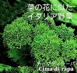 西洋な花の種子 200粒 チーマディラーパ CIMA DI RAPA LECCESE【2024.12】固定種 菜の花に似たイタリア野菜! 菜花・からし菜・ルッコラ風味