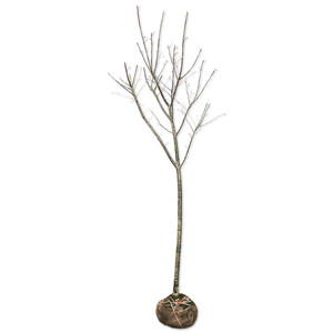 サクラ カンヒザクラ 2.5m 露地 苗木