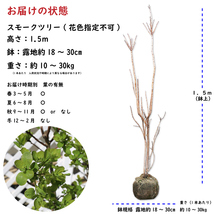 スモークツリー 1.5m 露地 苗木_画像2