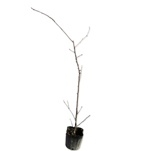 yama The kla0.5m 10.5cm pot seedling 