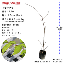 ヤマザクラ 0.5m 10.5cmポット 苗_画像2