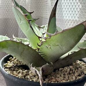 アガベ チタノタ 狂刺 agave 現品の画像1
