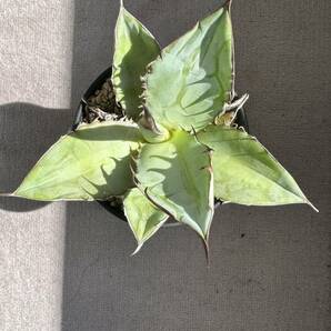 アガベ チタノタ 狂刺 agave 現品の画像7