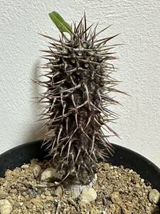 パキポディウム ラメリー　Pachypodium サボテン コーデックス　ラメレイ