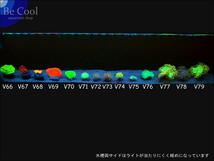 V７４タコアシサンゴ（５ｃｍ前後）_画像5