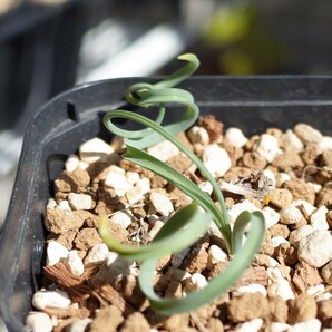 アルブカ・コンコルディアナ 7.5cm鉢 Albuca Concordiana 検索用 コーデックス 塊根植物 ケープバルブ 2の画像5