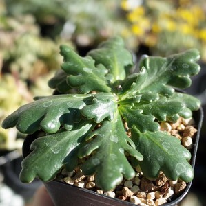 オトンナ・ツベローサ 8cm鉢 根挿し Pelargonium tuberosa 検索用 コーデックス 塊根植物 チュベローサ 1