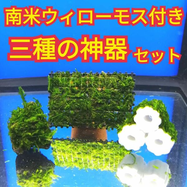 三種の神器 南米ウィローモス 黒溶岩石 三角シェルター 無農薬 遊び場 アクアリウム 水草 レッドビーシュリンプ ミナミヌマエビ