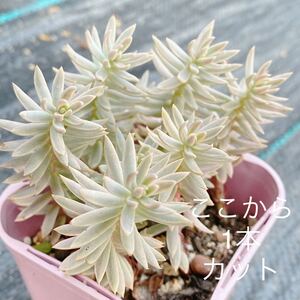 カメレオン錦　1本　カット苗 多肉植物 Seewee_Succulents