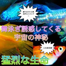 【大の丸メダカ】おもしろミックス めだか いろいろな有精卵10個高級ミックスランダム ラメメダカ 卵　お楽しみ死着保証有り_画像2